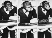 monkeys unite.jpg